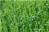郑州小麦种子生产_西安玉米种子零售_郑州水稻种子生产