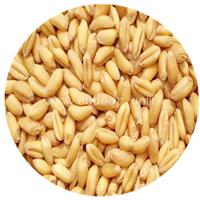 河南小麦种子生产_河南小麦种子零售_河南小麦种子厂家