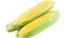 河南玉米种子厂家_河南玉米种子批发_河南玉米种子价格