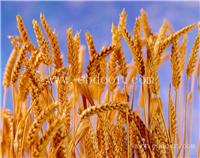 河南小麦种子厂家_河南小麦种子批发_河南小麦种子价格
