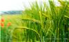 兰州玉米种子供应商_郑州抗病小麦种子厂家_宁夏水稻种子价格