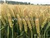 兰州玉米种子供应商_甘肃抗病小麦种子厂家_河南水稻种子价格