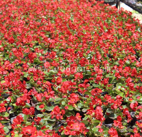 四川花境植物厂商_德阳植物租摆种植_绵阳草木花卉设计