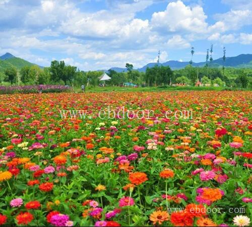 四川花境植物厂商_成都植物租摆种植_绵阳草木花卉设计