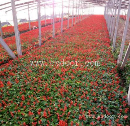 四川草木花卉设计_泸州植物租摆种植_绵阳花境植物厂商