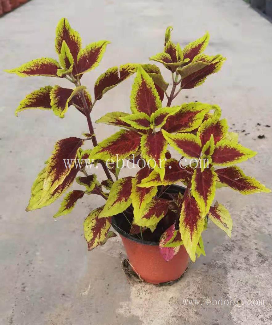 德阳草本花卉供应商_南充室内植物租售_雅安彩叶草价格