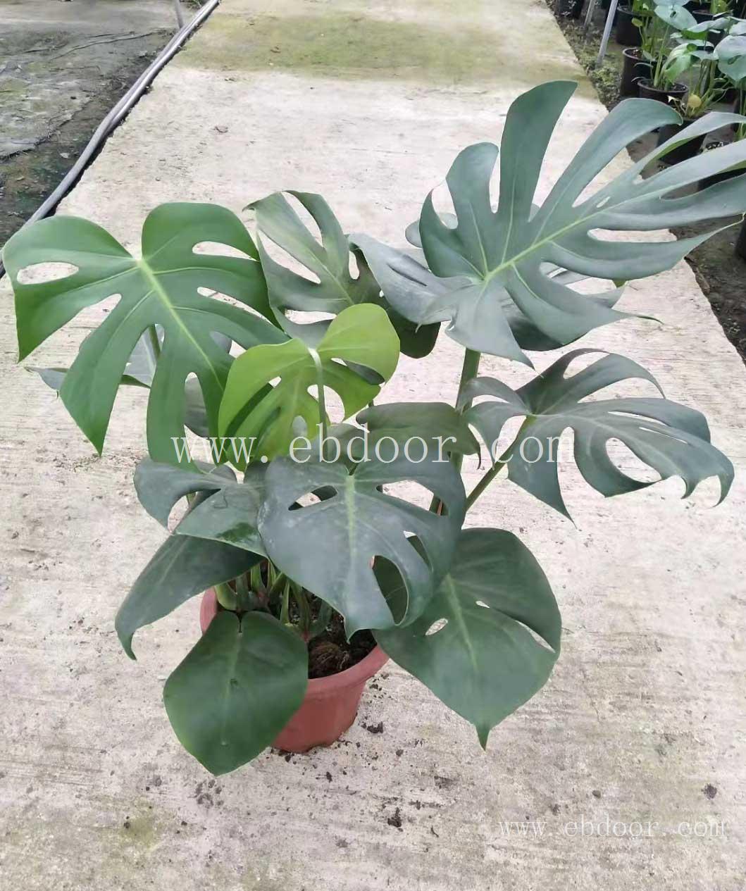 广安植物租摆公司_乐山草木花卉种植_自贡植物批发价格