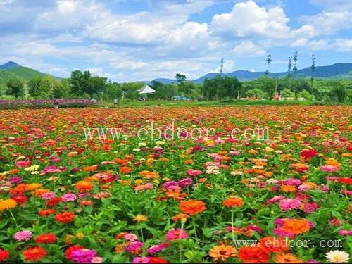 广元草木花卉种植_四川龟背竹价格_雅安植物租摆厂商