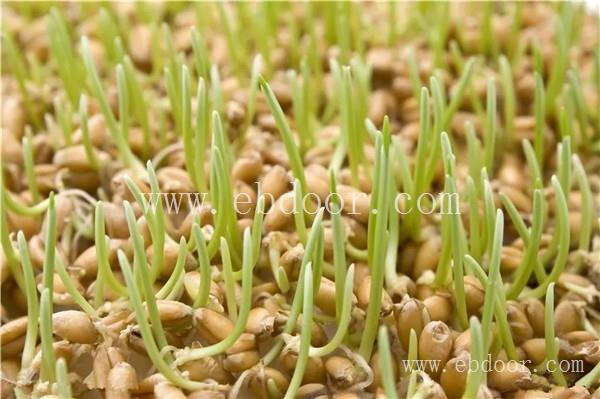 河南矮杆小麦种子_山西玉米种子售价_陕西水稻种子厂家