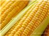 郑州玉米种子售价_辉县玉米种子批发_新乡小麦种子购买