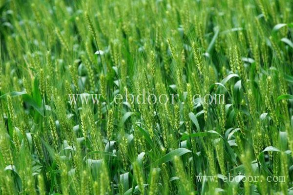 山西小麦种子_陕西小麦种子售价_辉县水稻种子厂家