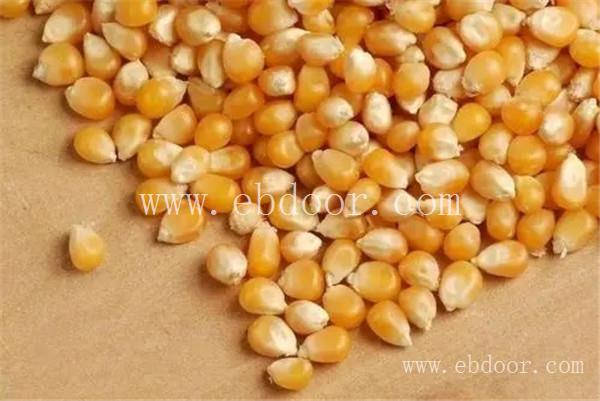 河南玉米种子_郑州玉米种子厂家_抗病小麦种子厂家