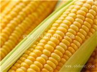 新乡玉米种子_开封玉米种子生产_山西抗旱玉米种子