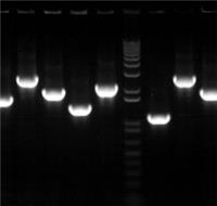 酵母单杂交/双杂交cDNA基因文库构建