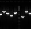 酵母單雜交/雙雜交cDNA基因文庫構建