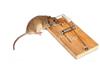 河南家庭滅鼠服務,鄭州鼠患防治中心,焦作除老鼠費用