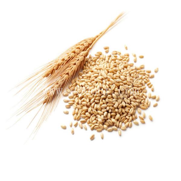 小麦种子生产,小麦种子价格,自有基地 价格公道