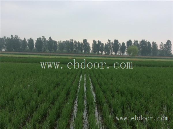 辉县水稻种子,水稻种子供应商,农作物种子供应商