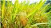 水稻种子生产厂家,河南水稻种子,农作物种子供应商