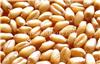 小麦种子价格,河南小麦种子批发,小麦种子生产厂家