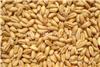 小麦种子零售,河南小麦种子,产量高，价格优惠