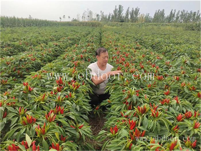 山东红辣椒种子价格