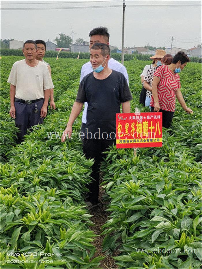 安徽高产辣椒种子公司