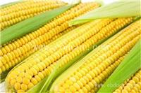 洛阳粘玉米种子厂家