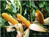 新乡高产玉米种子厂家