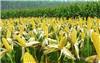 洛阳高产玉米种子公司