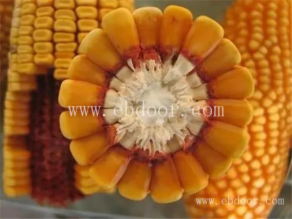 郑州水果玉米种子价格