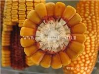 郑州水果玉米种子价格