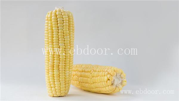 郑州水果玉米种子公司