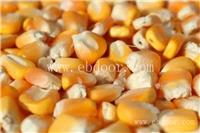 洛阳高产玉米种子批发