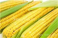 郑州高产玉米种子价格
