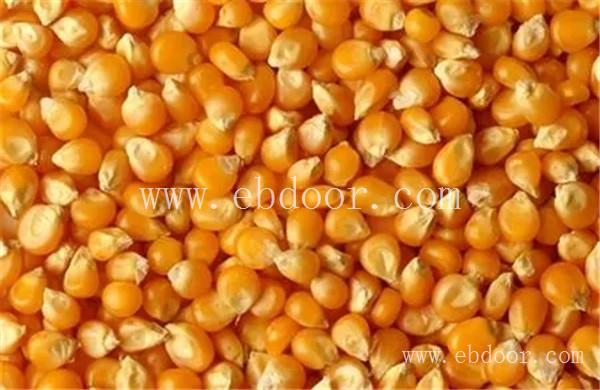 河南高产玉米种子公司