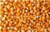 河南高产玉米种子公司