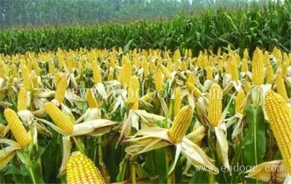 郑州高产玉米种子厂家