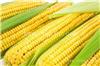 郑州粘玉米种子价格