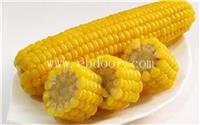 郑州高产玉米种子公司