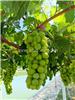 北京鲜脆葡萄种植