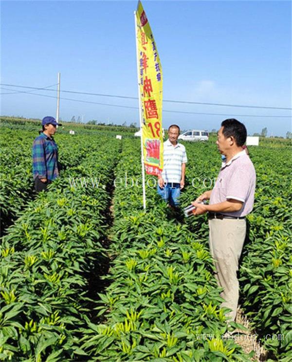 安徽新鲜红辣椒直供