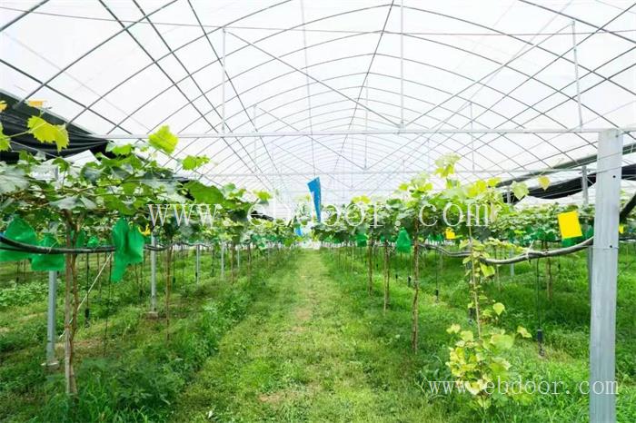 天津不裂果青玉香葡批发