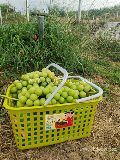 北京大果粒葡萄种植