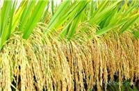郑州高产水稻种子批发