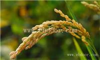 郑州常规水稻种子厂家