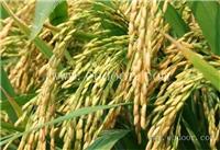 河南高产水稻种子价格