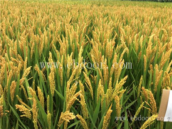 河南长粒水稻种子多少钱