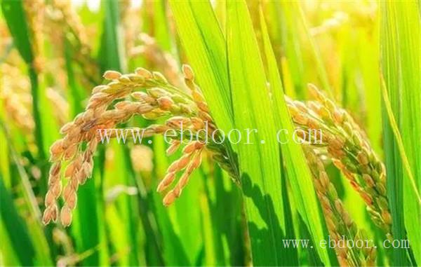 河南杂交水稻种子厂家