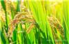 新乡长粒水稻种子厂家